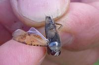 Notonecta maculata