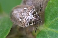 Eysarcoris ventralis