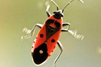 Melanocoryphus albomaculatus