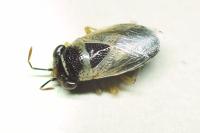 Geocoris megacephalus