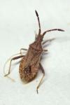 Coriomeris