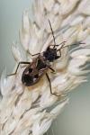 Rhyparochromus vulgaris