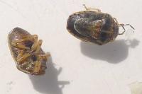 Neottiglossa leporina