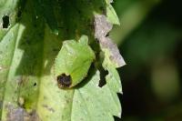 Palomena prasina