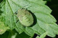 Palomena prasina
