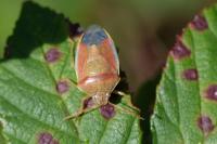 Piezodorus lituratus
