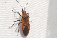 Corizus hyoscyami