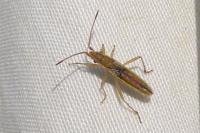Myrmus miriformis