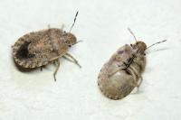 Sciocoris macrocephalus