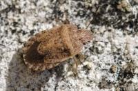 Sciocoris macrocephalus