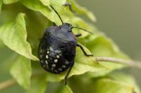 Nezara viridula