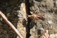 Coranus griseus