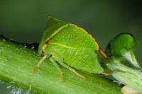 Stictocephala alta