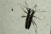 Micrelytra fossularum
