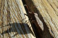 Coreus marginatus