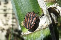 Graphosoma italicum