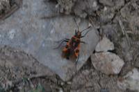 Corizus hyoscyami