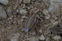 Aelia acuminata