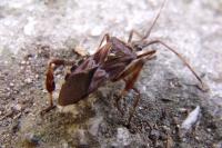 Leptoglossus occidentalis