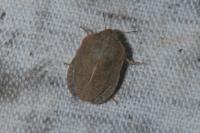 Eurygaster austriaca