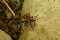 Pyrrhocoris apterus