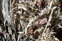 Pyrrhocoris apterus