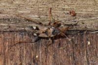 Beosus maritimus