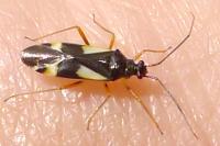 Dryophilocoris flavoquadrimaculatus