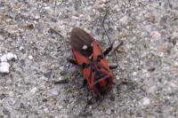 Spilostethus pandurus