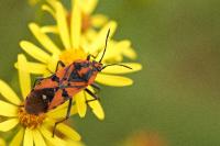 Spilostethus pandurus