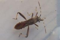 Camptopus lateralis