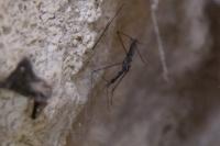 Hydrometra stagnorum