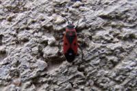 Melanocoryphus albomaculatus