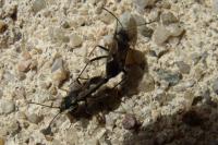 Rhyparochromus vulgaris