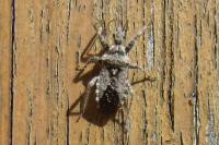 Coranus griseus