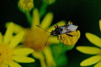 Stictopleurus punctatonervosus