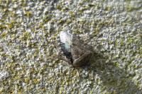 Rhaphigaster nebulosa