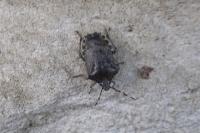 Rhaphigaster nebulosa