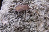 Coreus marginatus