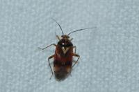 Lygus pratensis