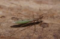 Berytinus hirticornis