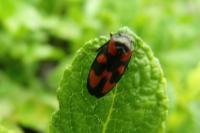 Cercopis vulnerata