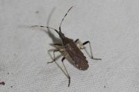 Dicranocephalus albipes