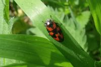 Cercopis vulnerata