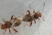 Rhopalus subrufus