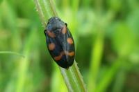 Cercopis sanguinolenta