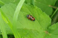 Cercopis vulnerata