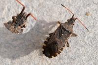 Ceraleptus gracilicornis