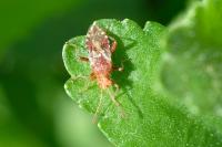 Rhopalus subrufus