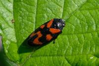 Cercopis vulnerata